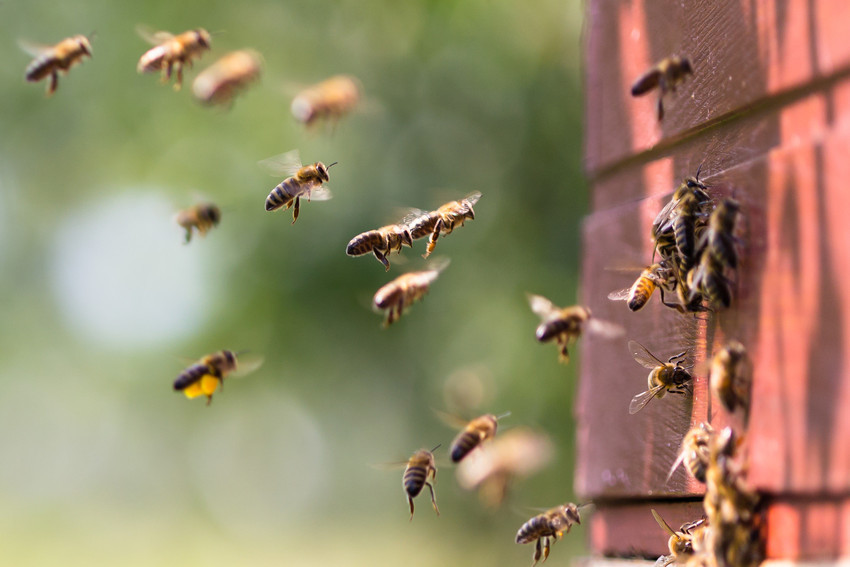 KVL/Creative Nature bij bio mijn natuur bijen honing