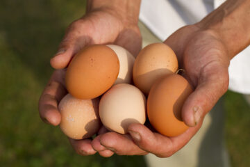 Hand Eieren Bolhuis