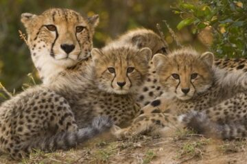 Cheetah Momcubs