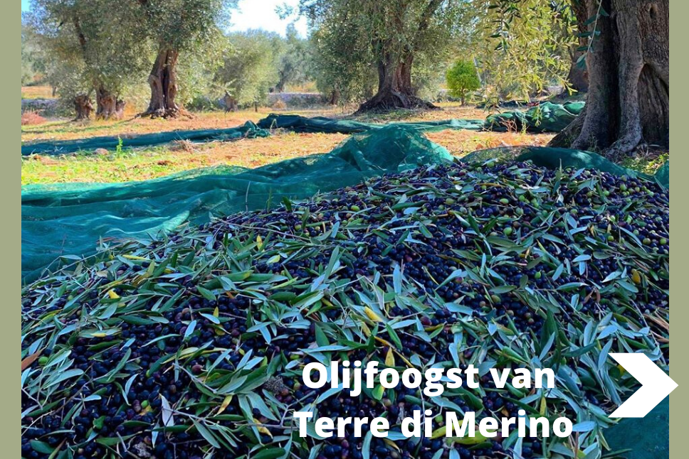 Olijfoogst Terre Di Merino